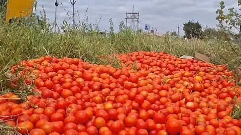 Tomato in road side