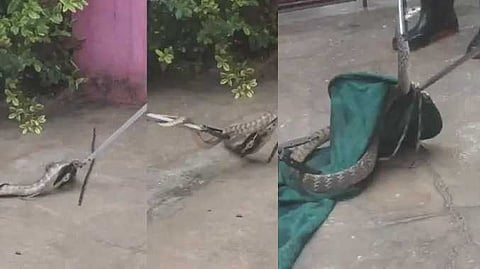 snake