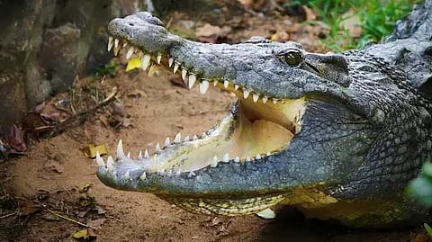 USA Alligator