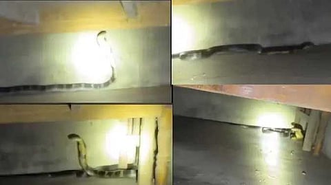 snake