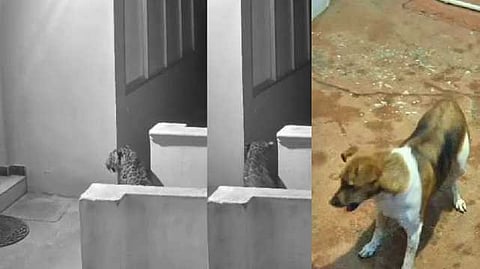 dog