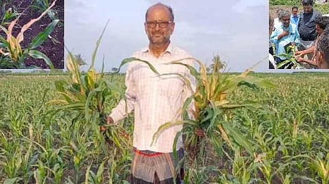 maize crops