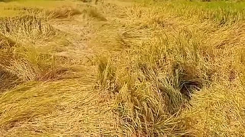 trr paddy damage