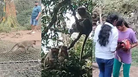 monkey issue