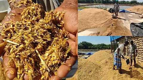 paddy damage