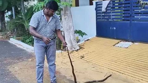 snake catch