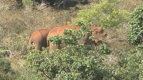 NGL Elephant