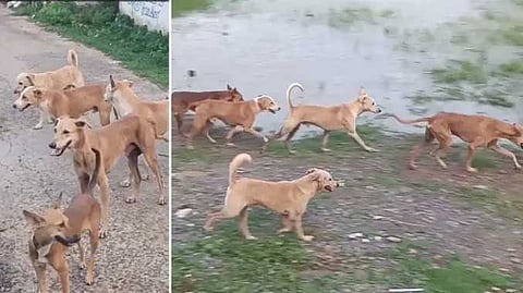 TNJ street dog issue