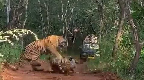 Animal fight