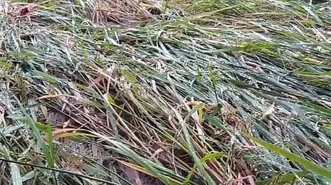 TNJ Paddy damaged