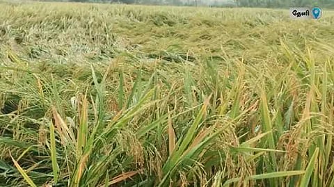 theni damage