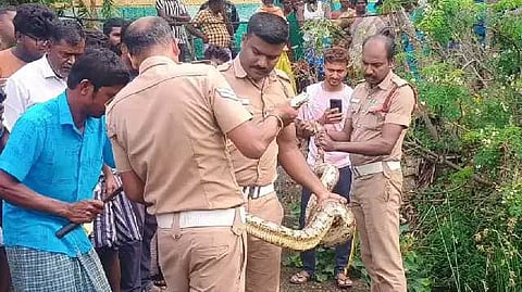 எட்டடி நீளமுள்ள மலைப்பாம்பு மீட்பு, மக்கள் பாராட்டு