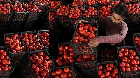 tomatoes in Pakistan