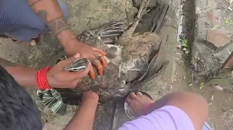 peacock