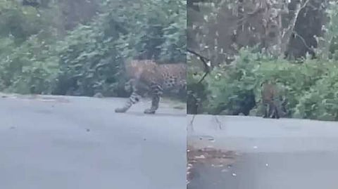 leopard