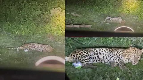 leopard