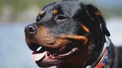 PIT Bull dogs