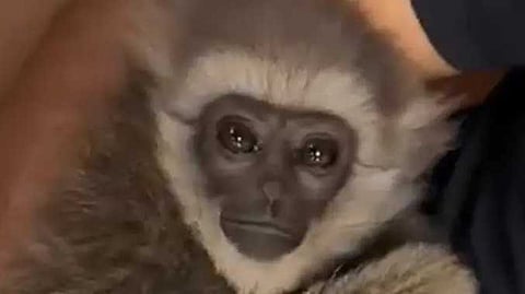 Mumbai monkey