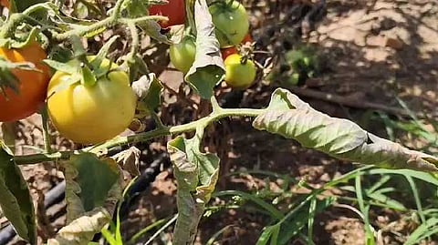 DGL Tomato farm