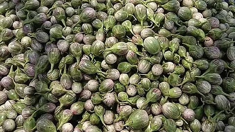 THN Brinjal