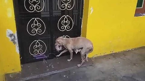 tvm mother dog