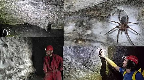 largest spider