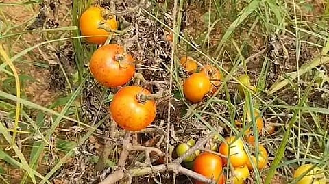 Tomato issue
