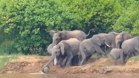Sri lanka elephant news