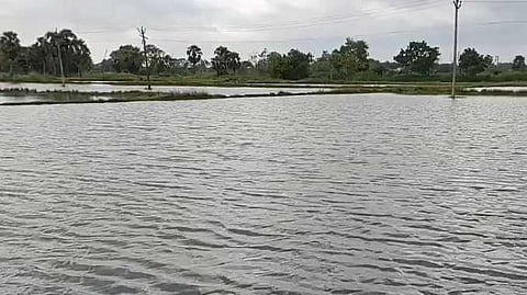 NGP Thalavadi paddy