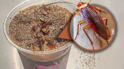 Cockroach cofee