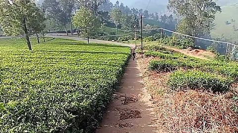 kOTHAGIRI BEAR