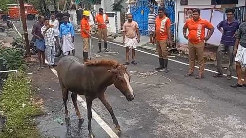 KKL Horse