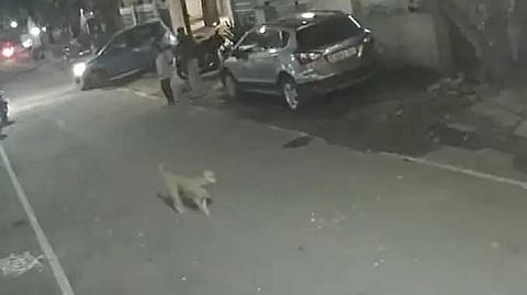 Chennai dogs