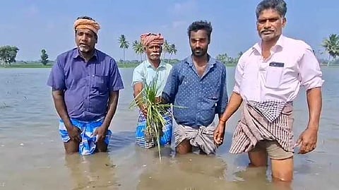 CDL Paddy damaged