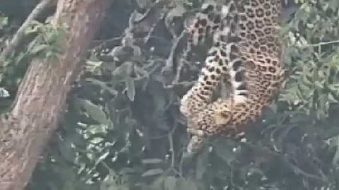 Cheeta death