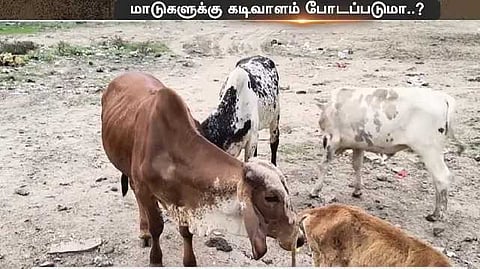 cow issue