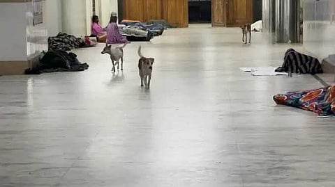 VLP Dog issue