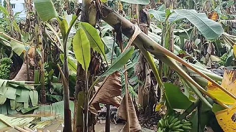 MYD Banana tree damaged