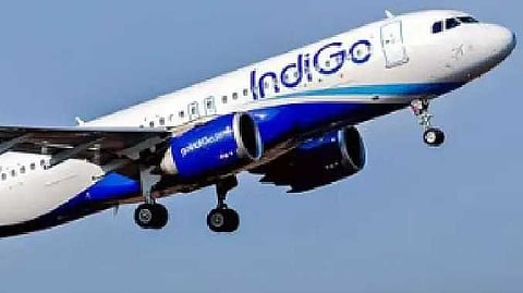 Indigo (1)