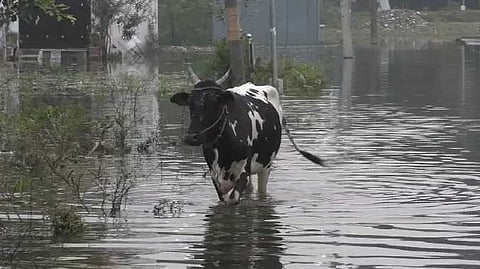 TVL Rain water