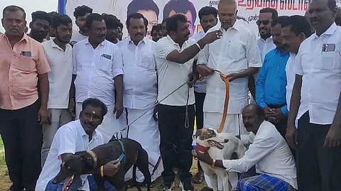 TNL Dog race