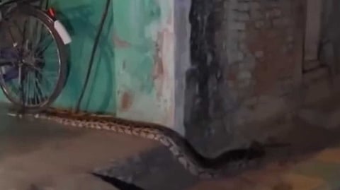 snake