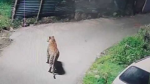 NIL Cheeta