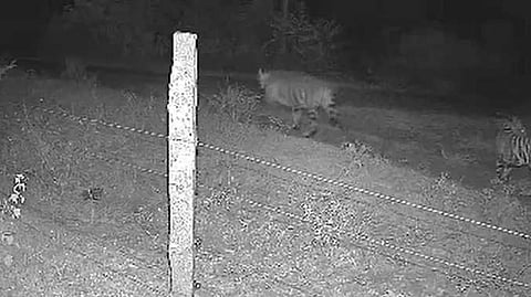 Karnataka Tiger