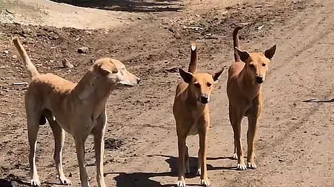 KNC Dog issue