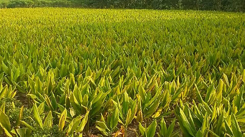 turmeric