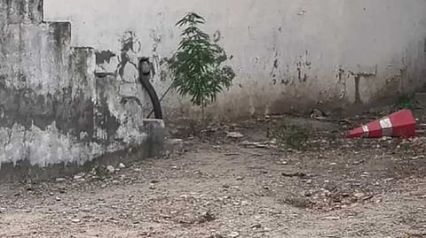 CHN GANJA TREE