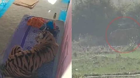 UP Tiger