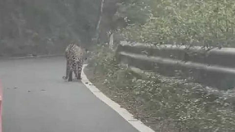 ERD Cheeta