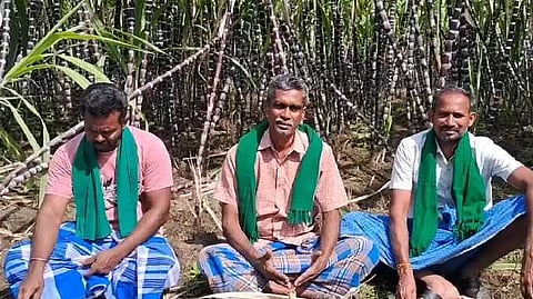 Sugar cane